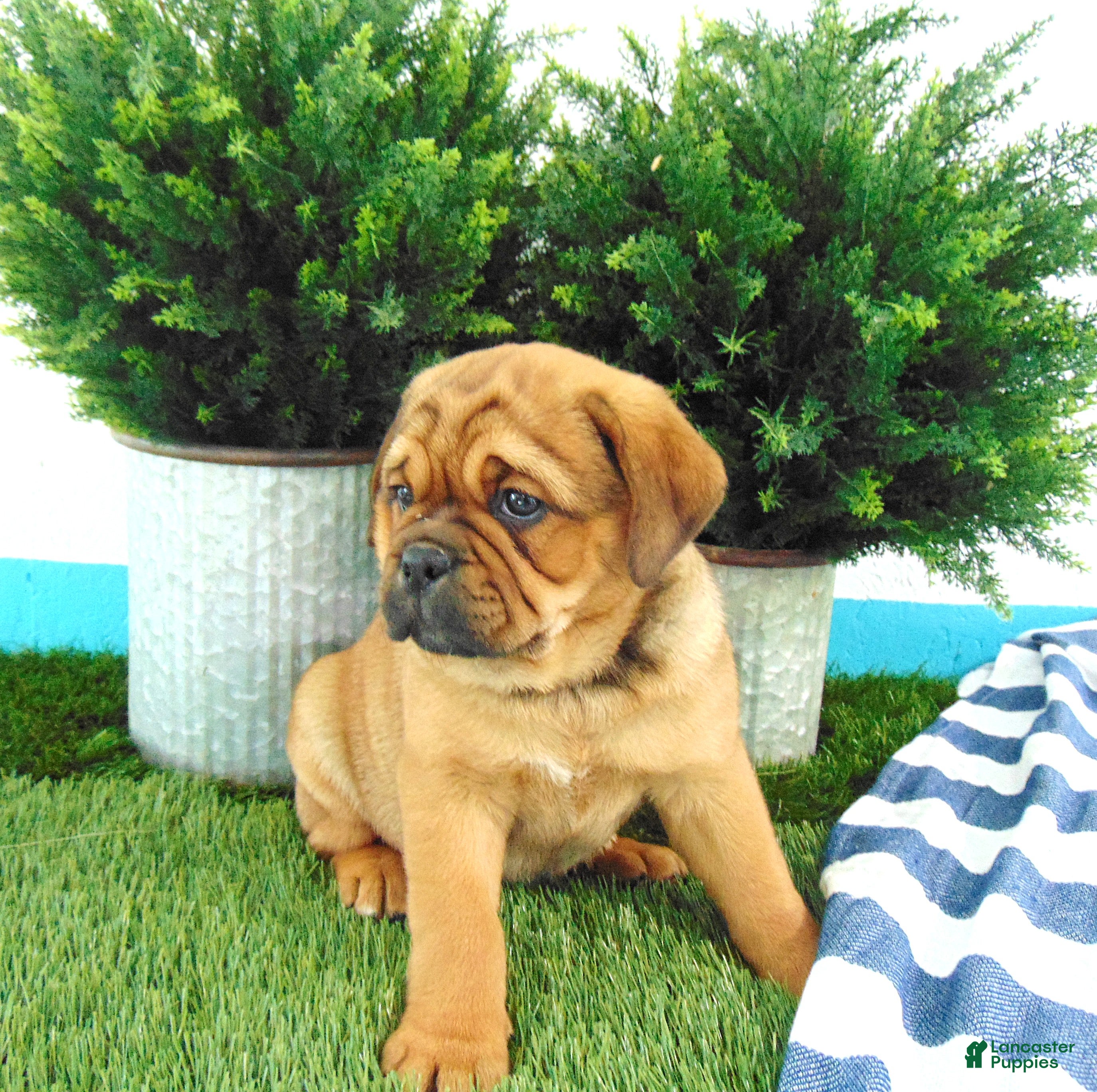 Mixed Breed dogs Sadie - Ad 1