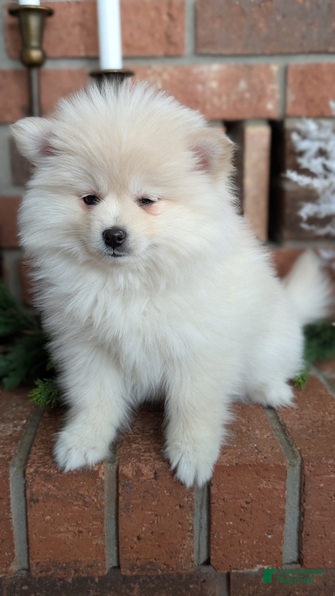 Pomsky dogs for sale: Jill  - Ad 2