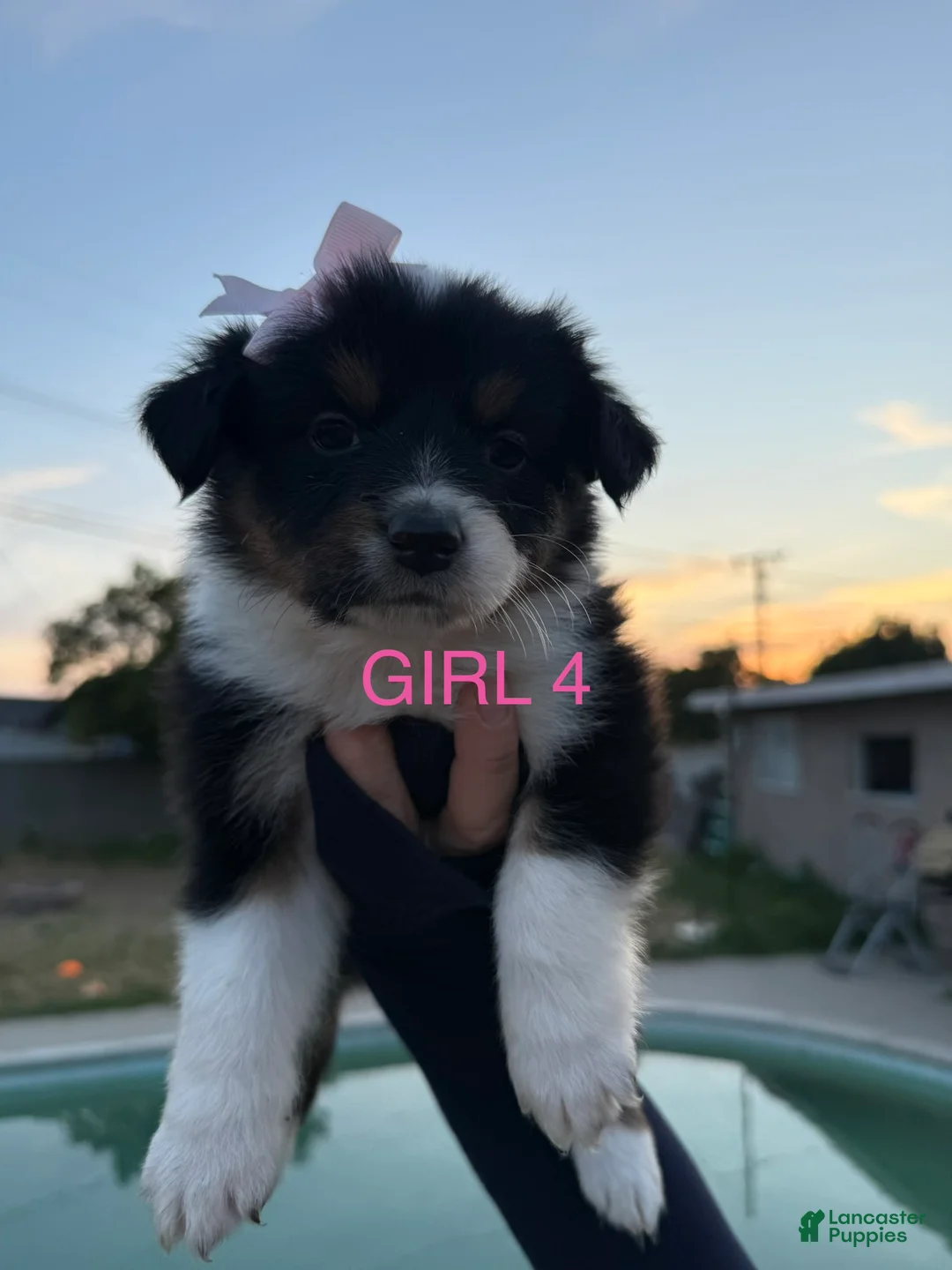 Australian Shepherd dogs for sale: Australian Shepherd Puppy 11 - Ad 1