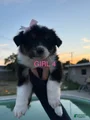 Australian Shepherd Puppy 11