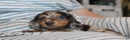 Dachshund dogs for sale: PETUNIA - Ad 4