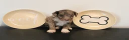 Mixed Breed dogs for sale: Male Mini Poodle - Ad 4