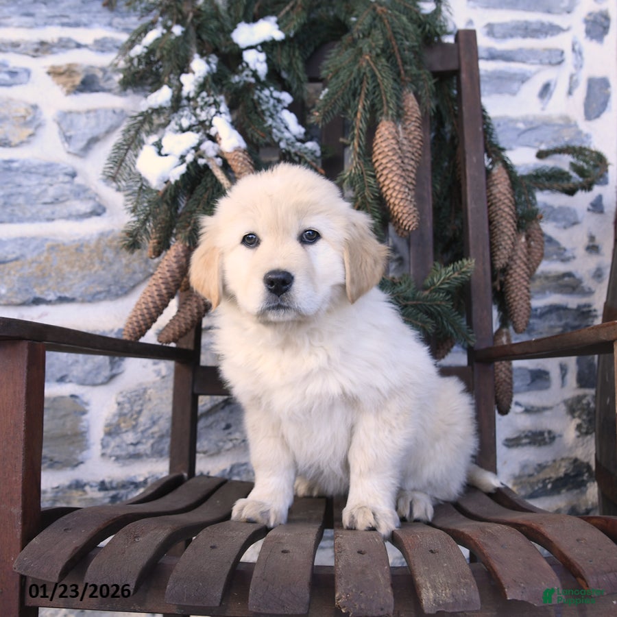 Mixed Breed dogs Caramel - Ad 13