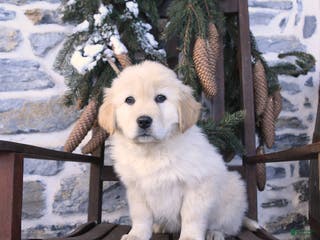 Mixed Breed dogs Caramel - Ad 13