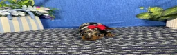 Miniature Dachshund dogs for sale: Miniature Dachshund 5 - Ad 3