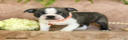 Boston Terrier dogs for sale: Reese - Ad 2