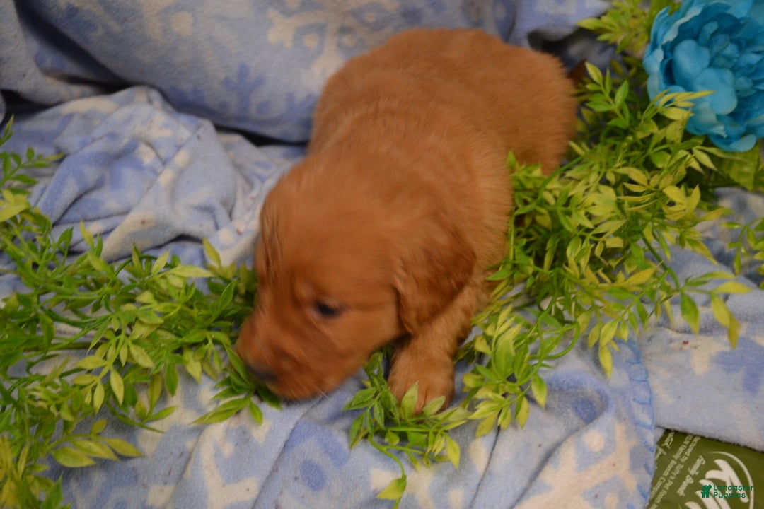 Golden Retriever dogs for sale: Abby - Ad 1