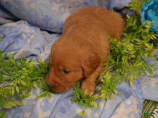 Golden Retriever dogs Abby - Ad 15