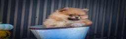 Pomeranian dogs for sale: Max🐾 - Ad 8