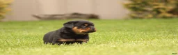 Rottweiler dogs for sale: Chanse - Ad 4
