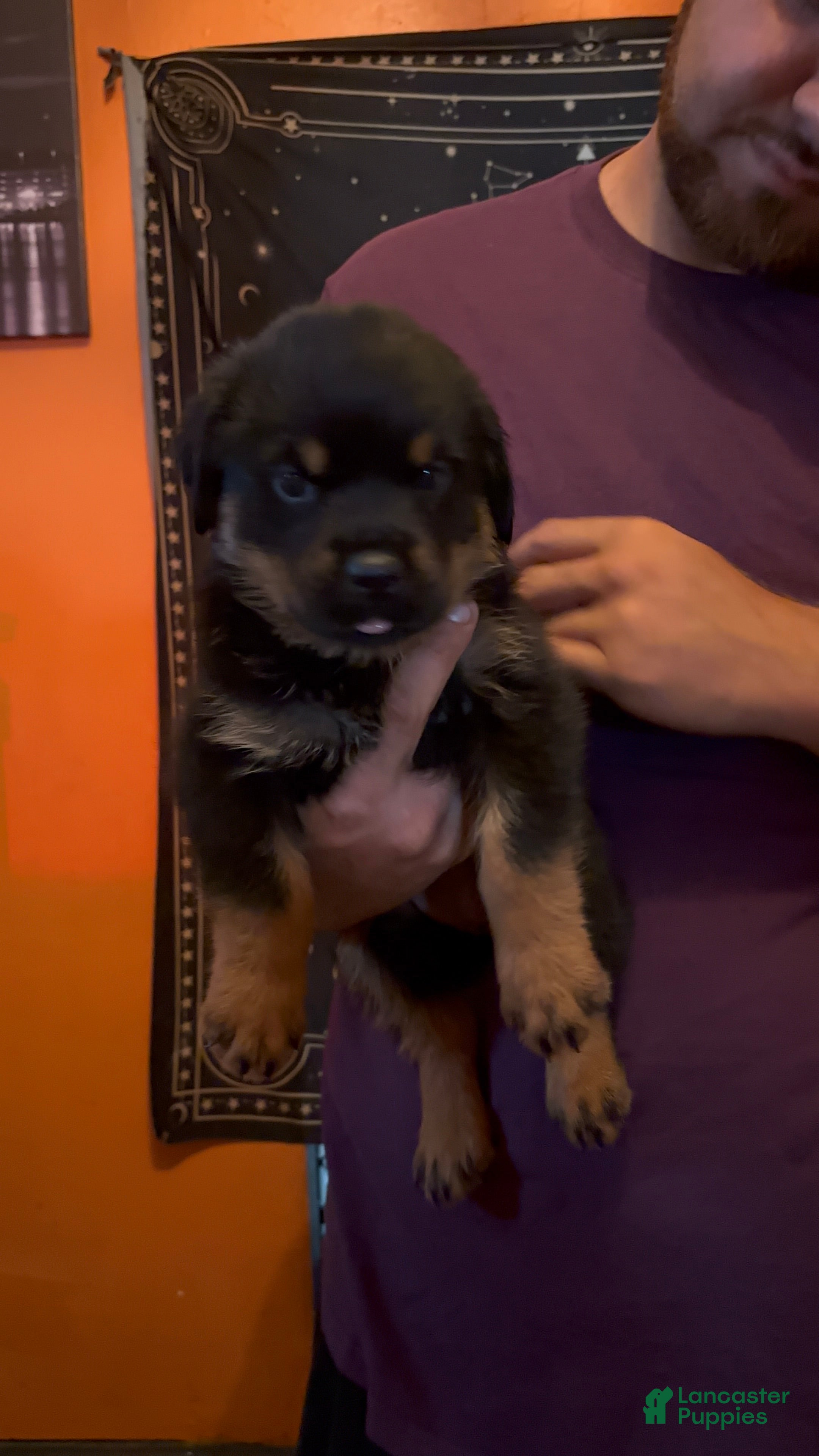 Rottweiler dogs Rottweiler Puppy 5 - Ad 2