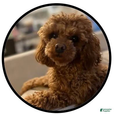Goldendoodle dogs for sale: Opal - Ad 4