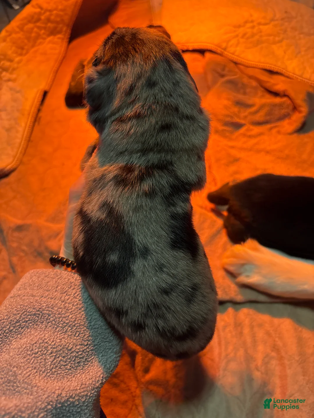 Mixed Breed dogs for sale: Mixed Breed Puppy 4 - Ad 2