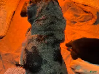 Mixed Breed dogs Mixed Breed Puppy 4 - Ad 41