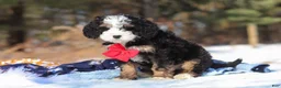 Mini Bernedoodle dogs for sale: Liam - Ad 7