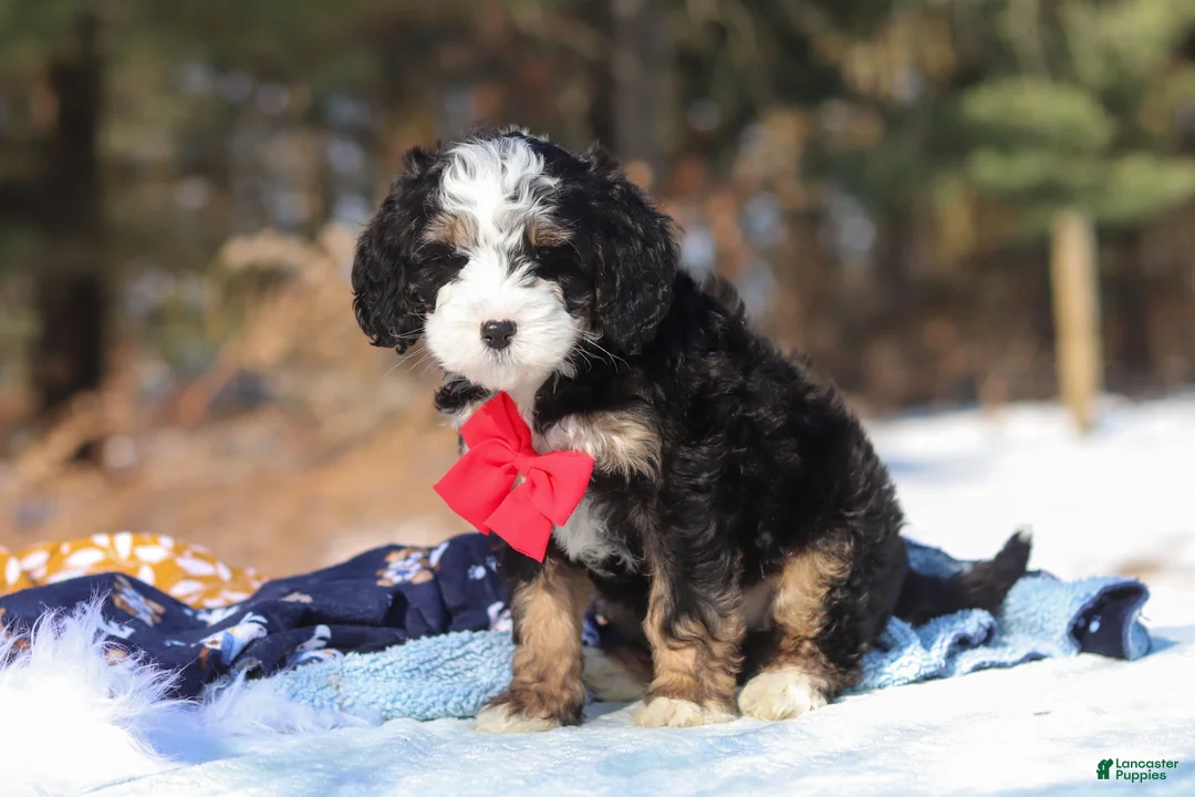 Mini Bernedoodle dogs for sale: Liam - Ad 7