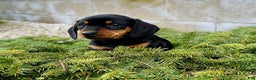 Miniature Dachshund dogs for sale: George - Ad 2