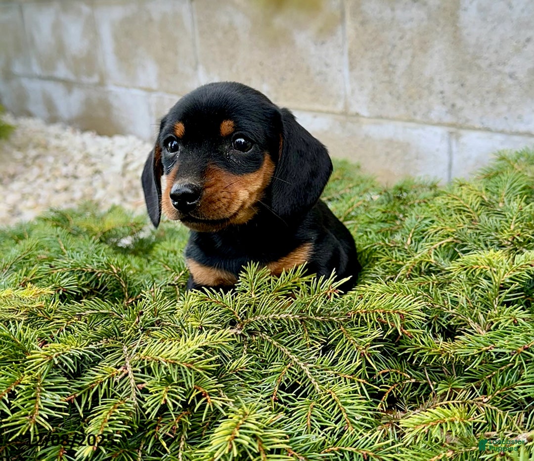Miniature Dachshund dogs for sale: George - Ad 2