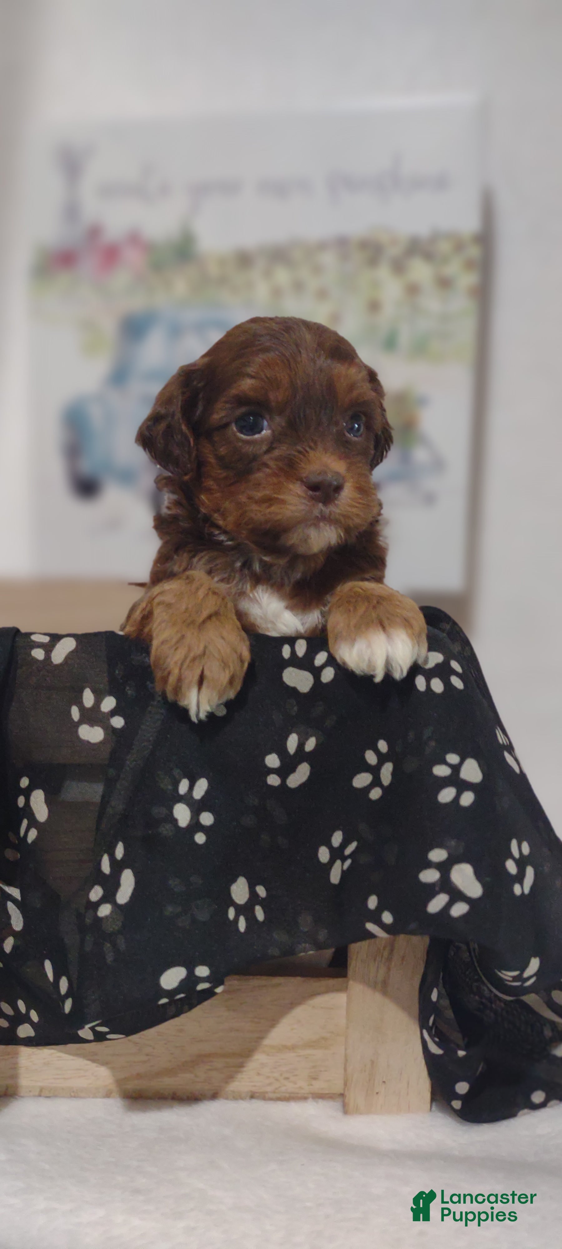 Shihpoo dogs Shihpoo Puppy 4 Maxwell  - Ad 1
