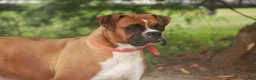 Boxer dogs for sale: Atticus - Ad 11