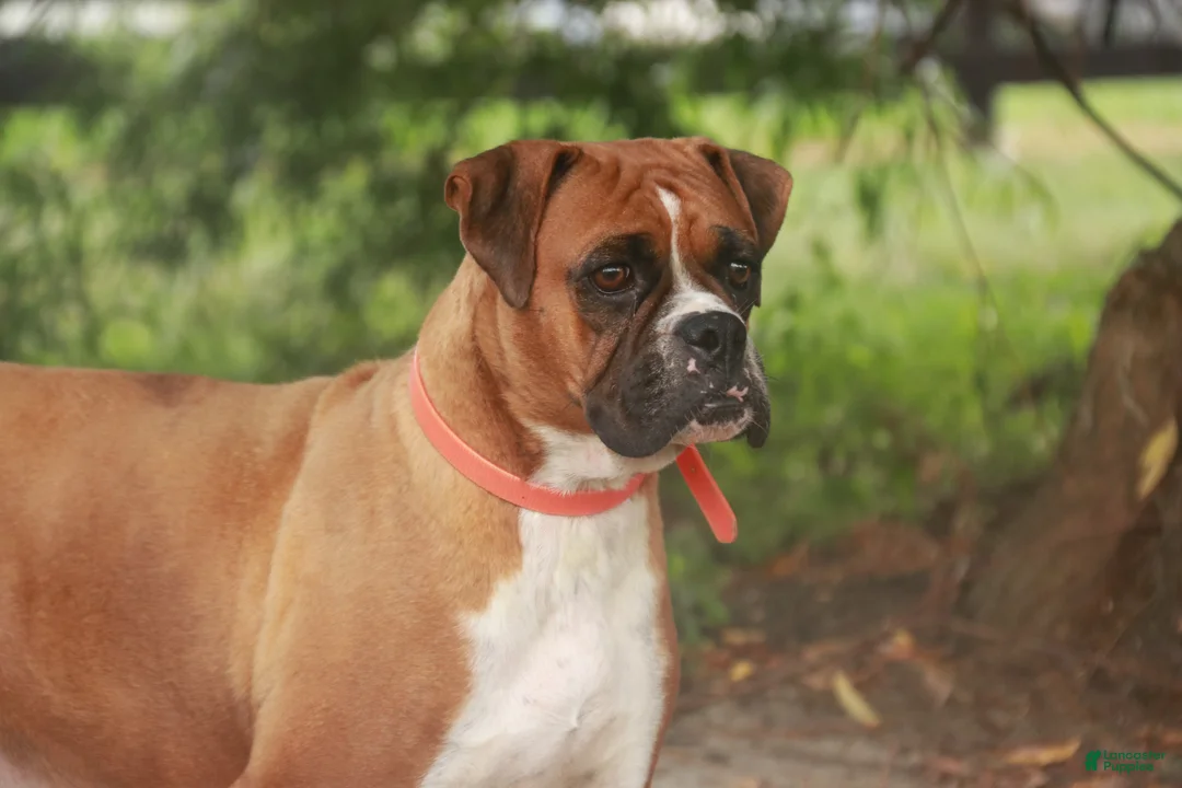 Boxer dogs for sale: Atticus - Ad 11