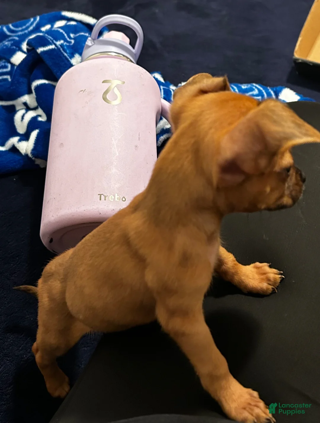 Mixed Breed dogs for sale: Mixed Breed Puppy 1 - Ad 2