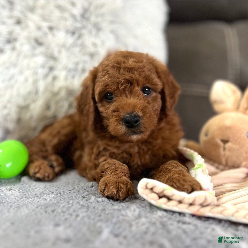 Mini Goldendoodle dogs Bentley (Micro Mini Boy) - Ad 1