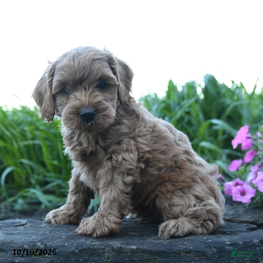 Cockapoo dogs Milo - Ad 1