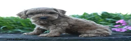 Cockapoo dogs for sale: Milo - Ad 1