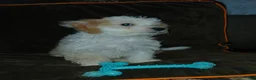 Havapoo dogs for sale: Havapoo 1 - Ad 4