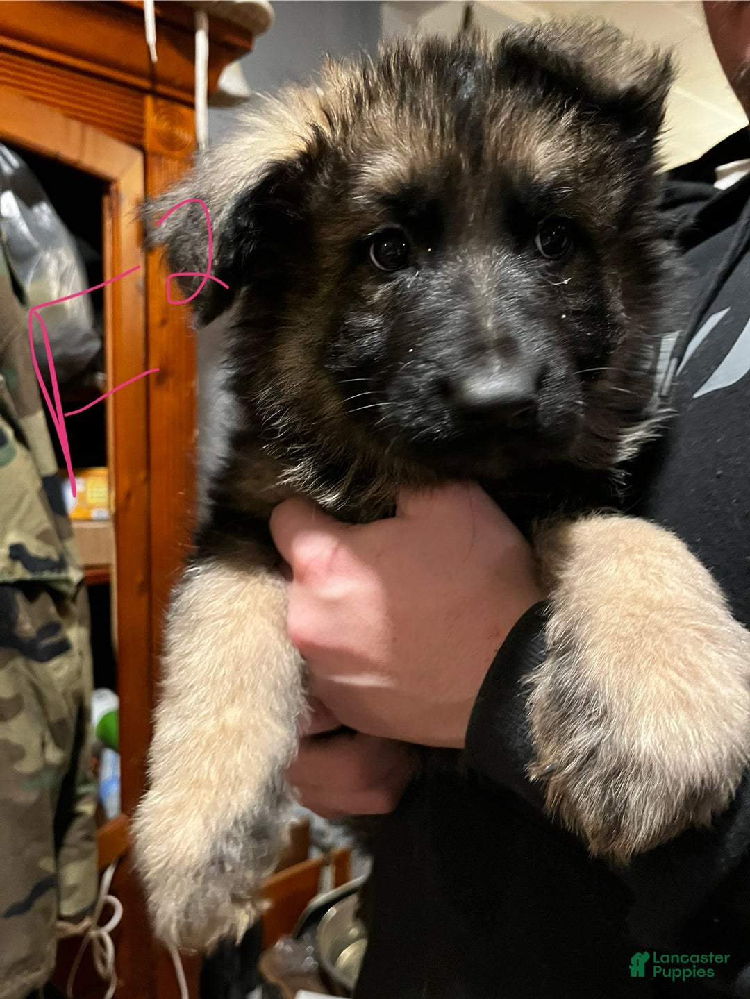 German Shepherd dogs for sale: German Shepherd Puppy 5 - Ad 1