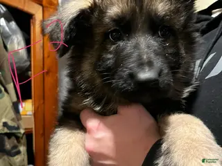 German Shepherd dogs German Shepherd Puppy 5 - Ad 5