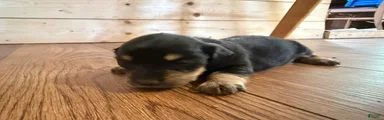 Dachshund Puppy 5