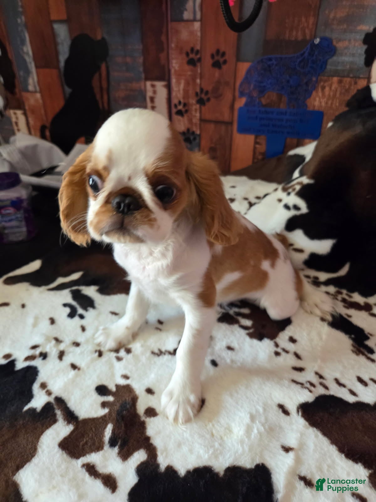 King Charles Spaniel dogs Boy 1 - Ad 2