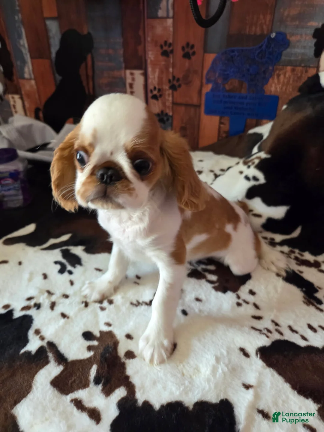 King Charles Spaniel dogs for sale: Boy 1 - Ad 2