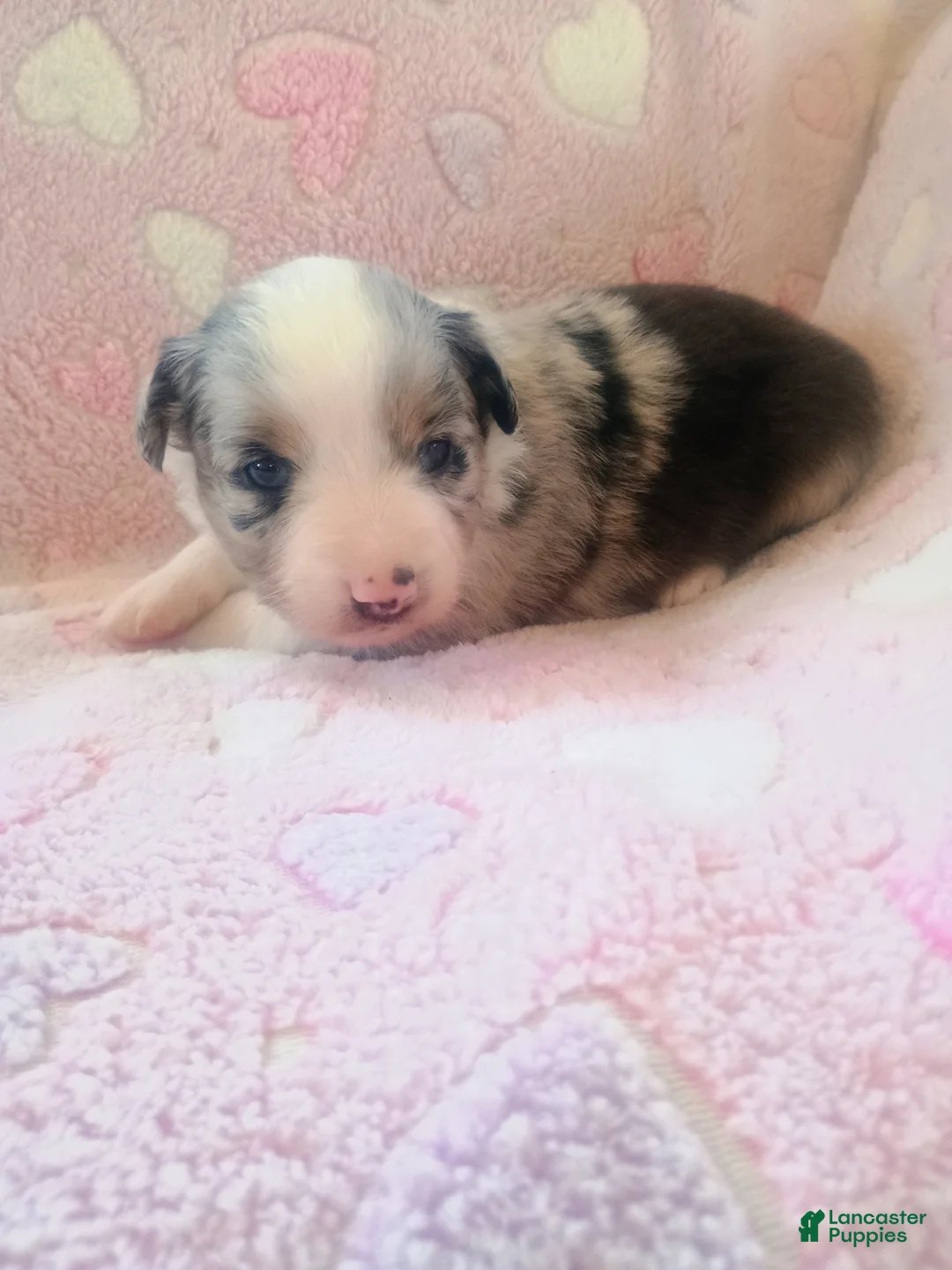 Toy Australian Shepherd dogs for sale: Toy Australian Shepherd Puppy 4 - Ad 5