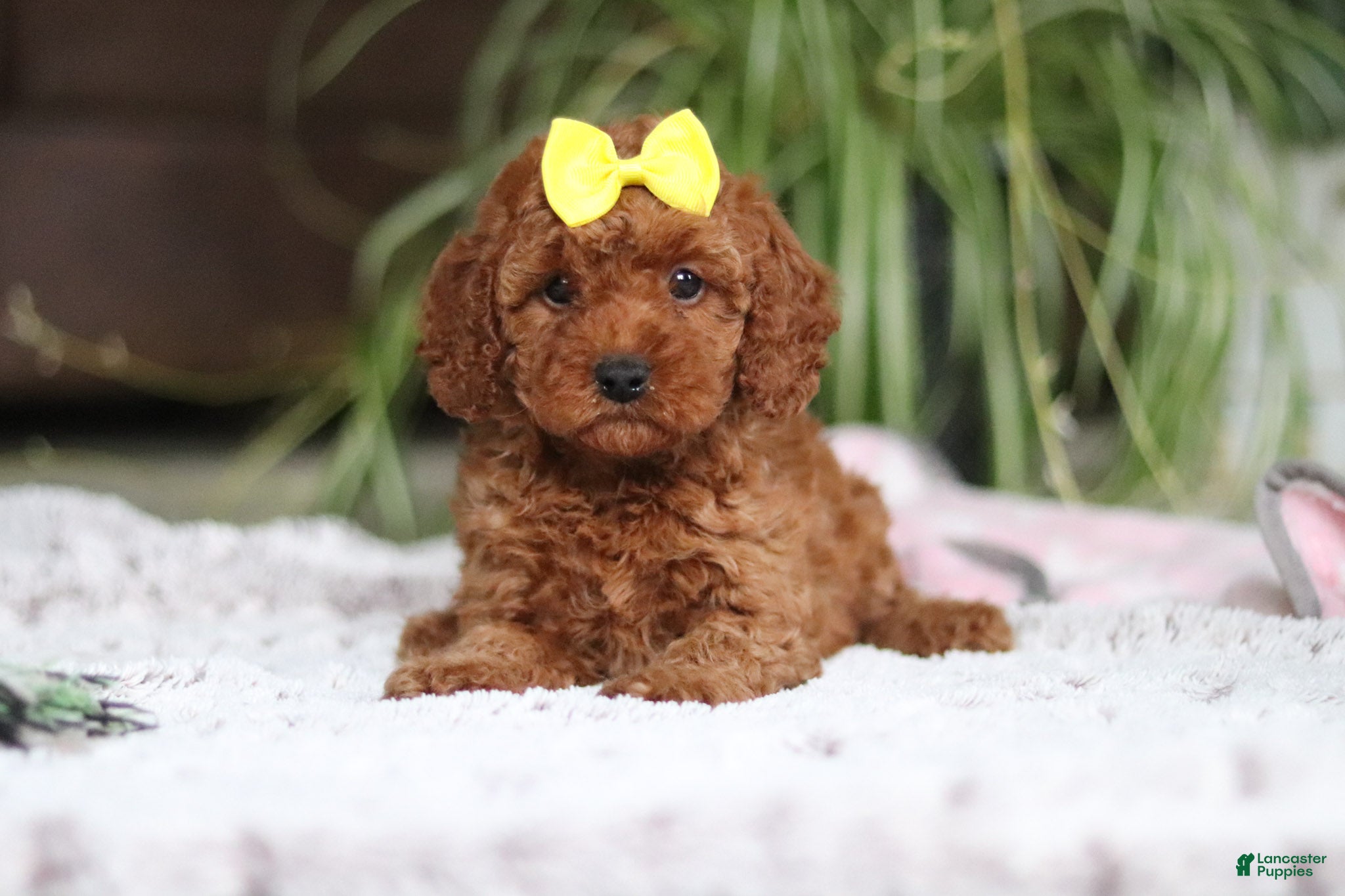 Cavapoo dogs Hailey - Ad 1