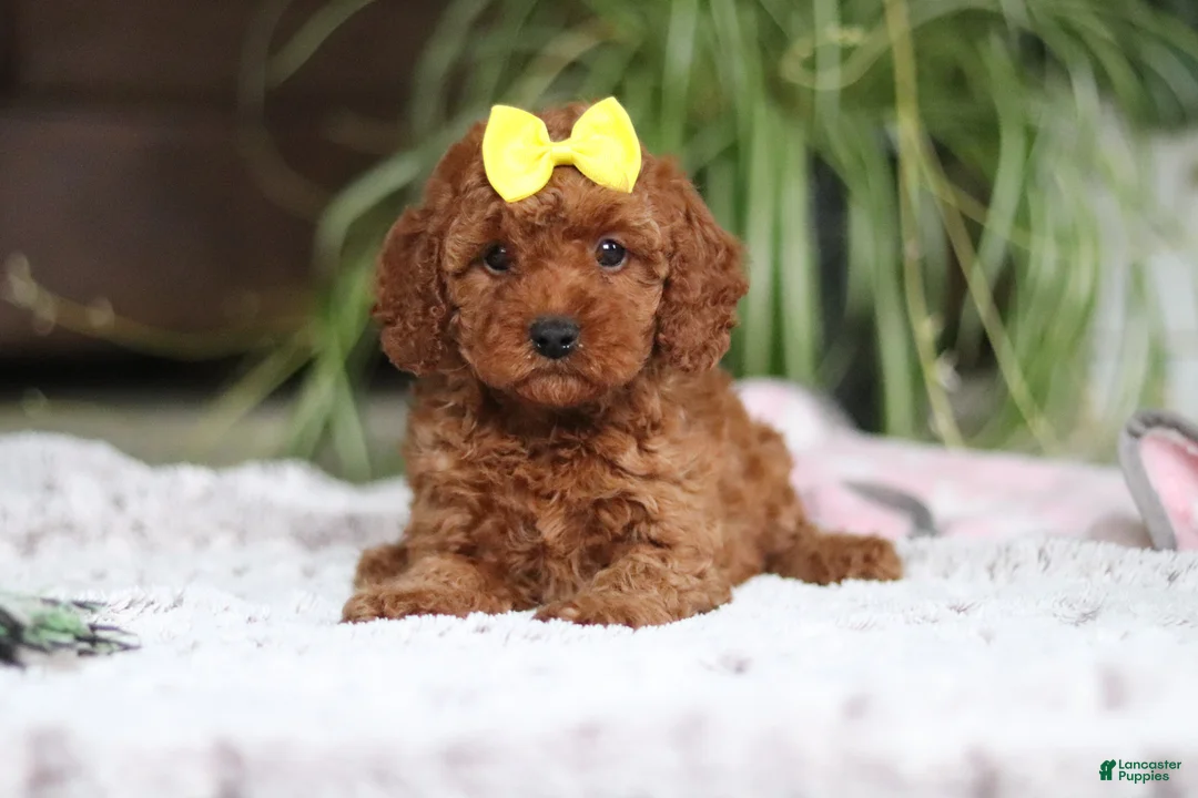Cavapoo dogs for sale: Hailey - Ad 1