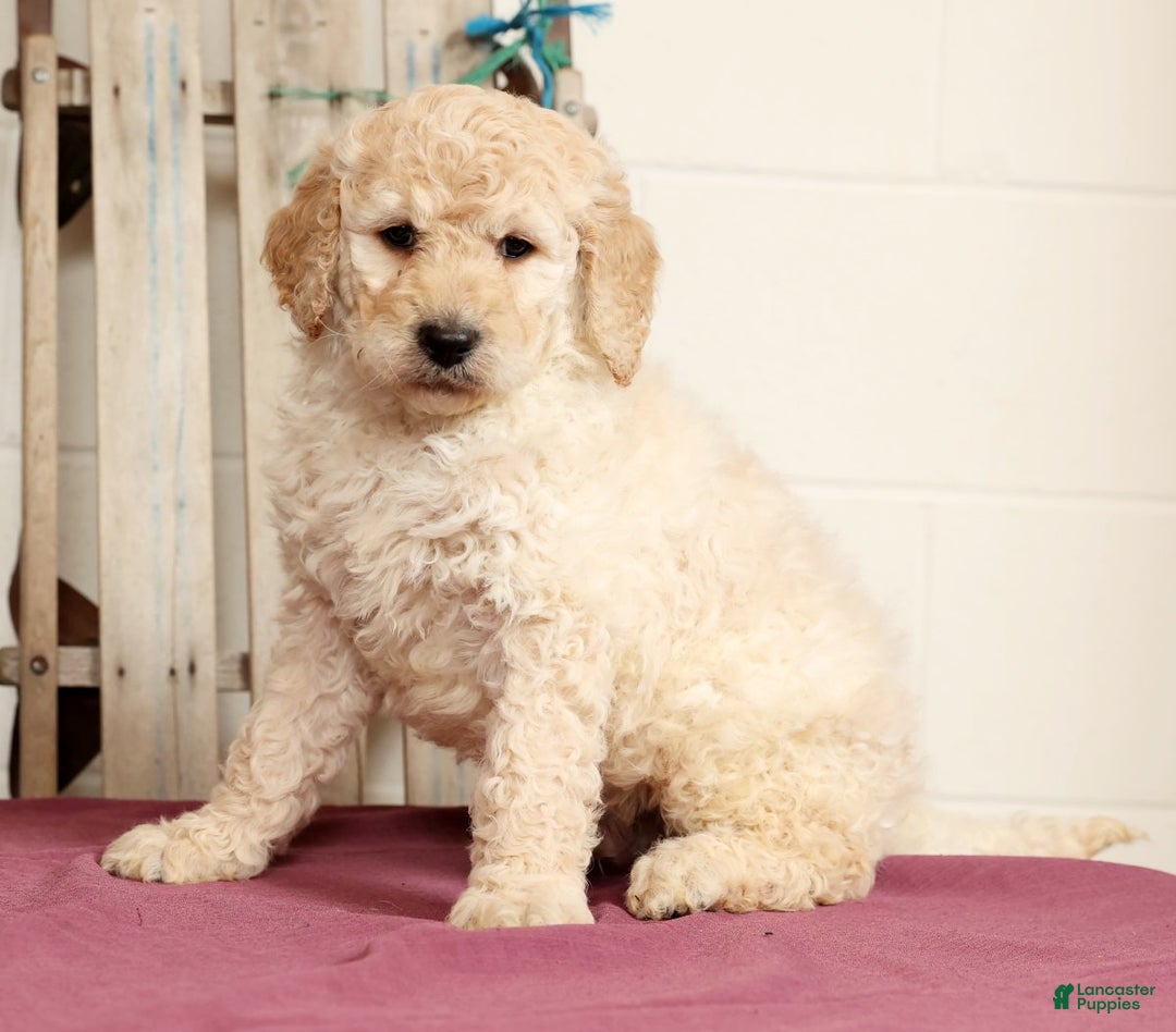 Labradoodle dogs for sale: Gunner - Ad 5