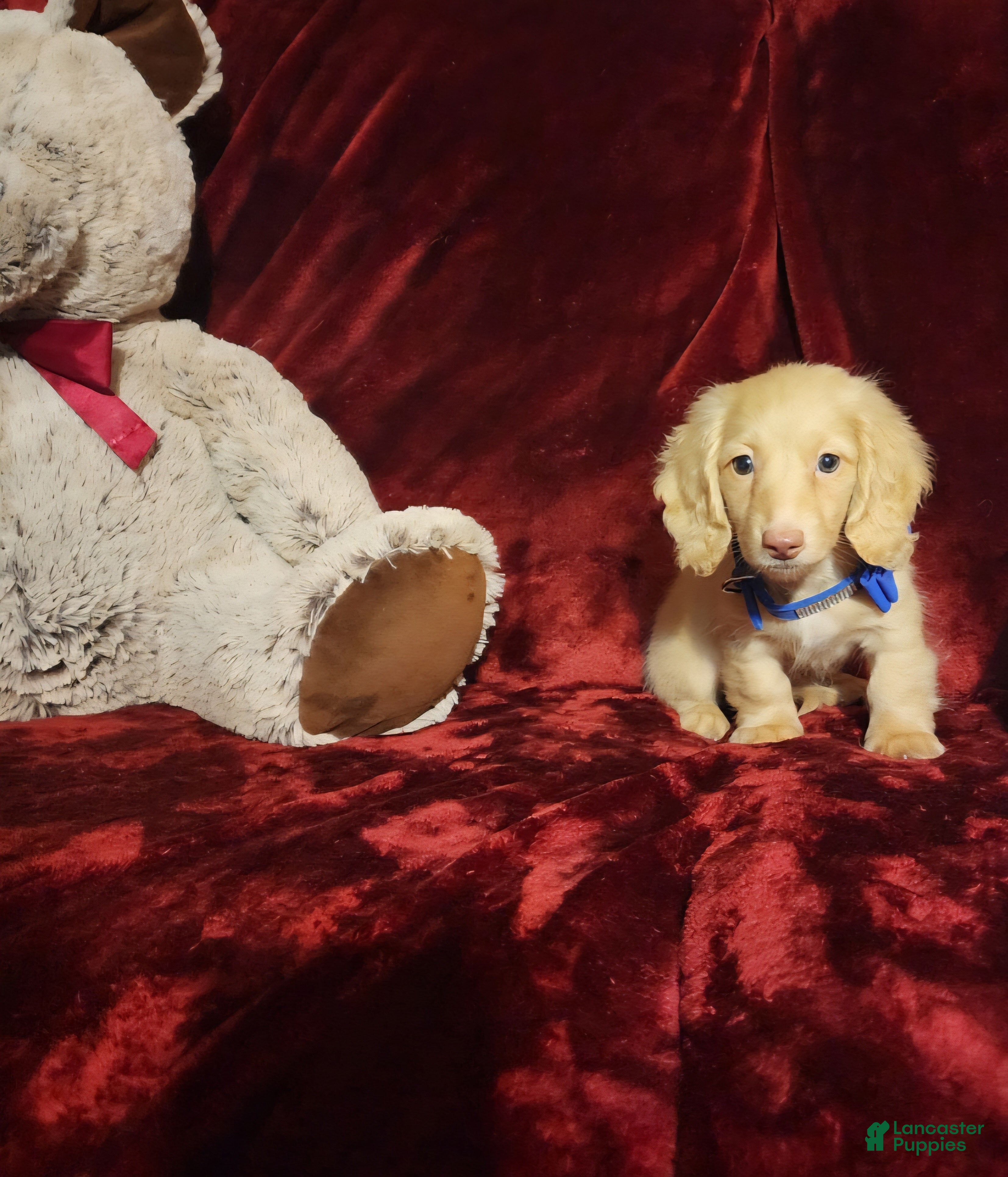 Miniature Dachshund dogs HUDSON  - Ad 19