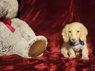 Miniature Dachshund dogs HUDSON - Ad 19