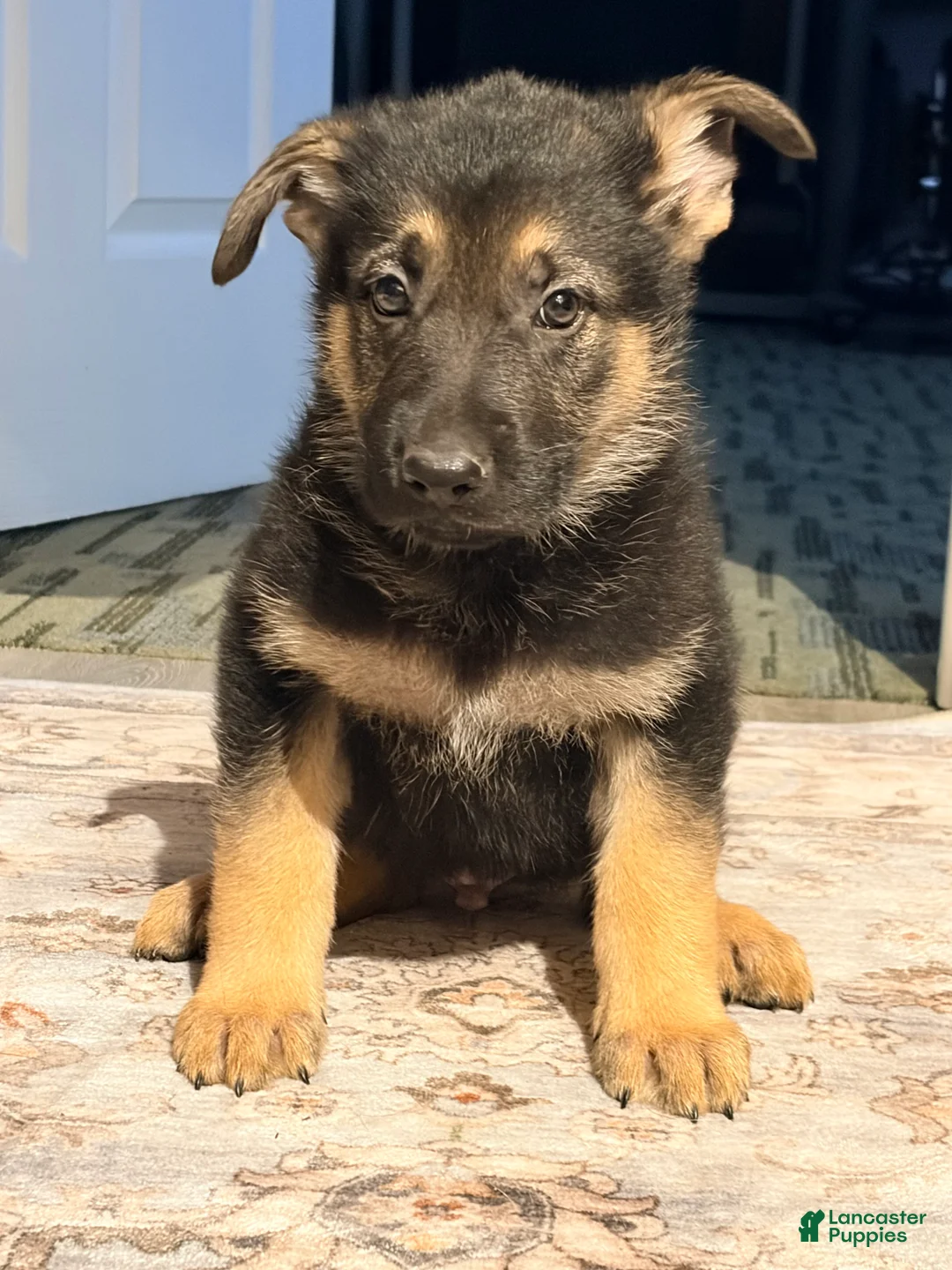 German Shepherd dogs for sale: German Shepherd Puppy 4 - Ad 7
