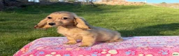 Miniature Dachshund dogs for sale: Cream - Ad 4