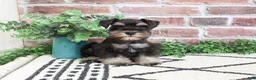 Miniature Schnauzer dogs for sale: Otto  - Ad 4
