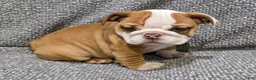 English Bulldog dogs for sale: Marion - Ad 6