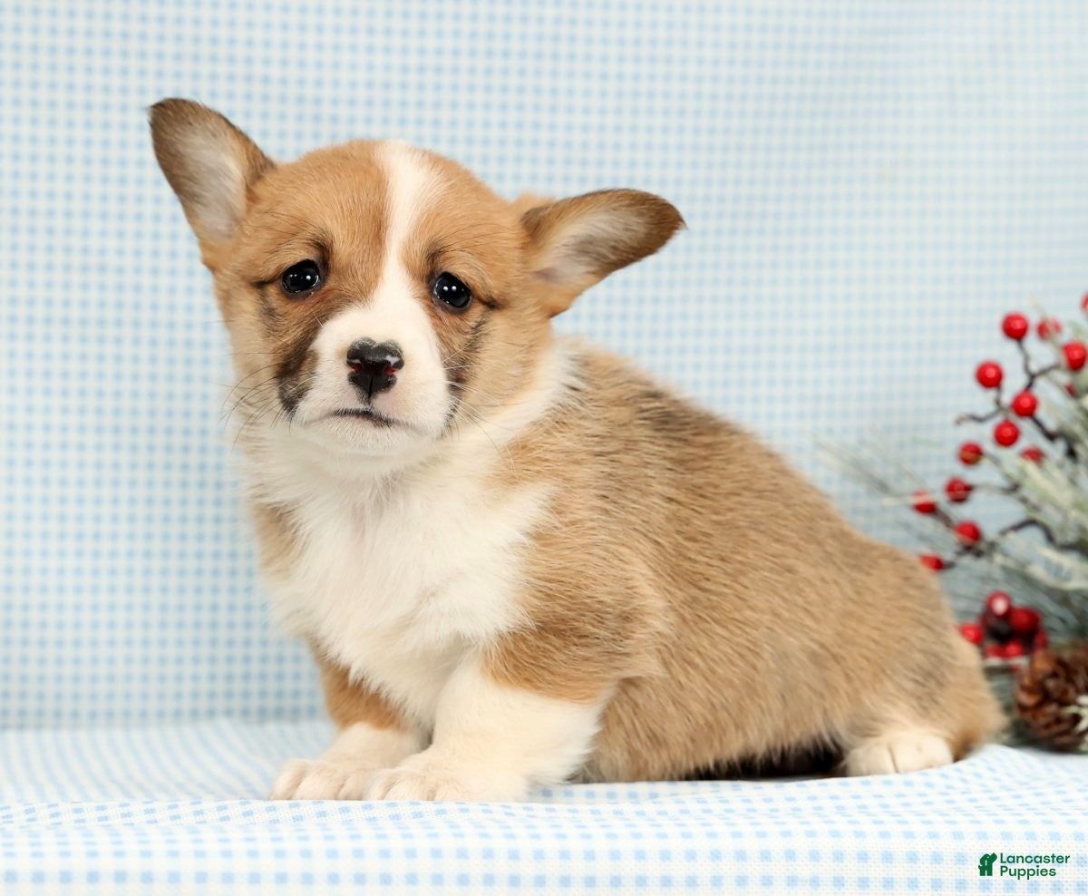 Welsh Corgi Pembroke dogs India - Ad 8