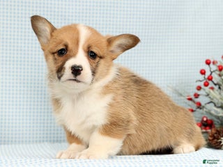 Welsh Corgi Pembroke dogs India - Ad 26