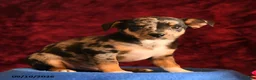 Chihuahua dogs for sale: Jasper - Ad 3