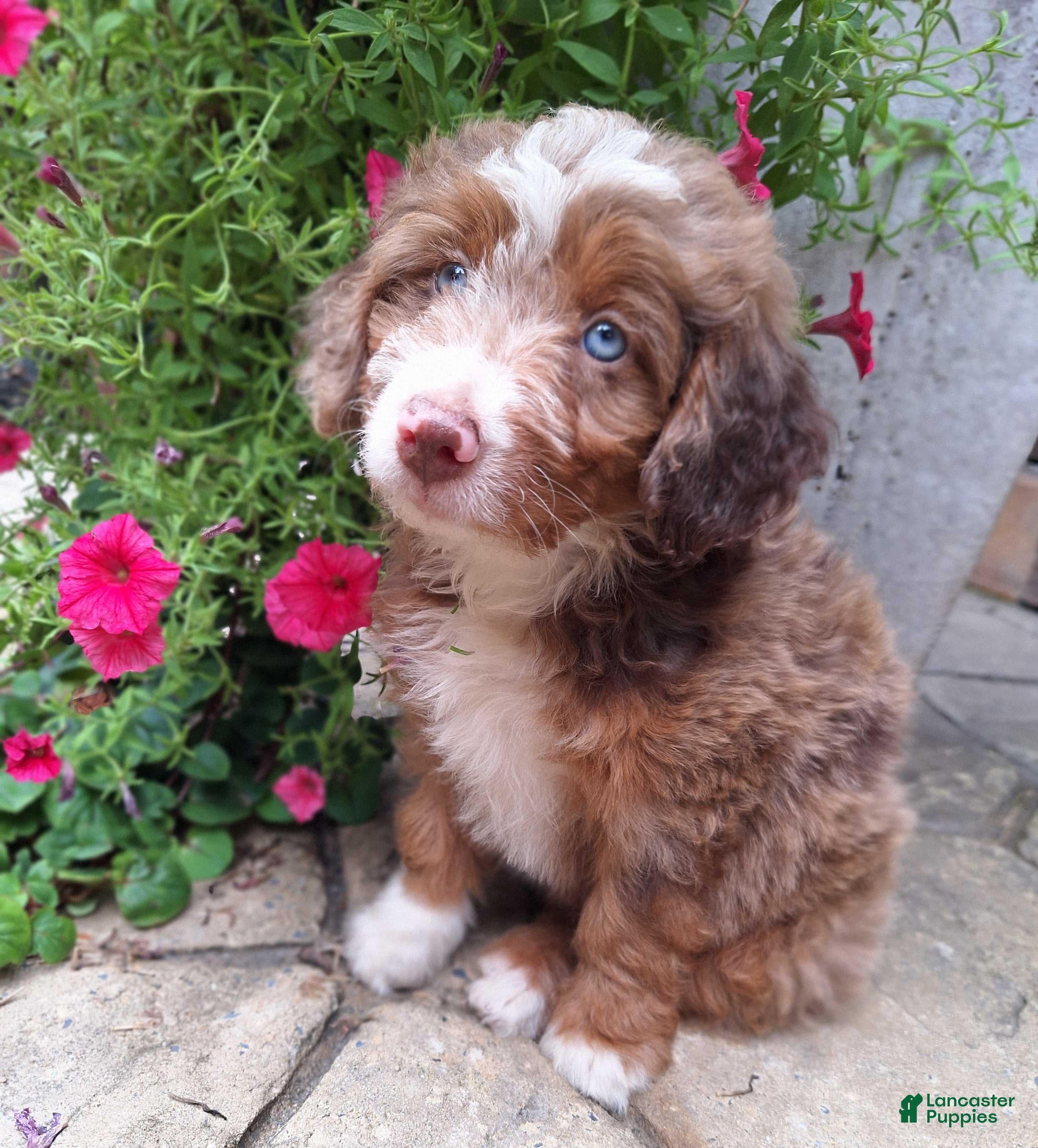 Mini Bernedoodle dogs Daisy - Ad 2