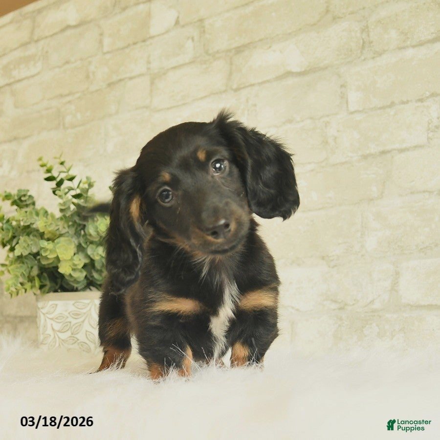 Miniature Dachshund dogs Bentley  - Ad 1
